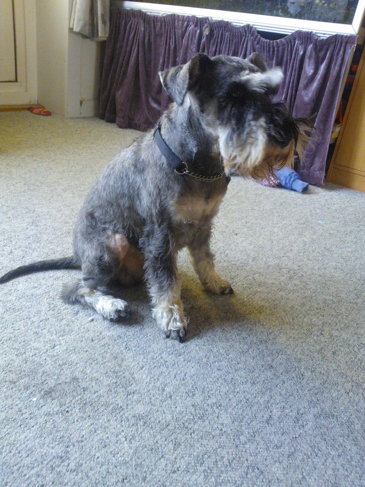 Dvaergschnauzer Luffe - Klondaikes Ohio + R.I.P billede 26