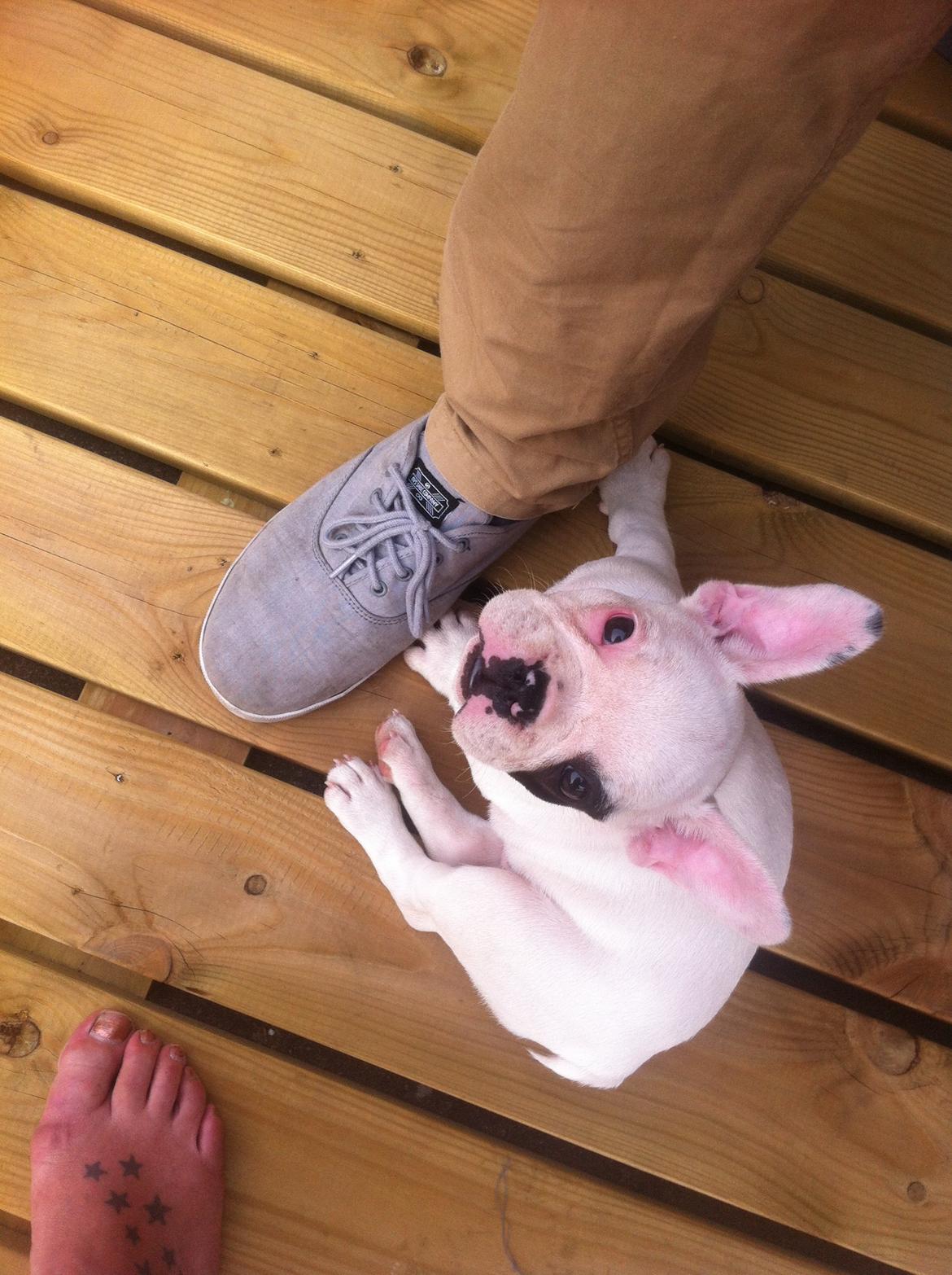 Fransk bulldog Mila - Første tur på terassen billede 1