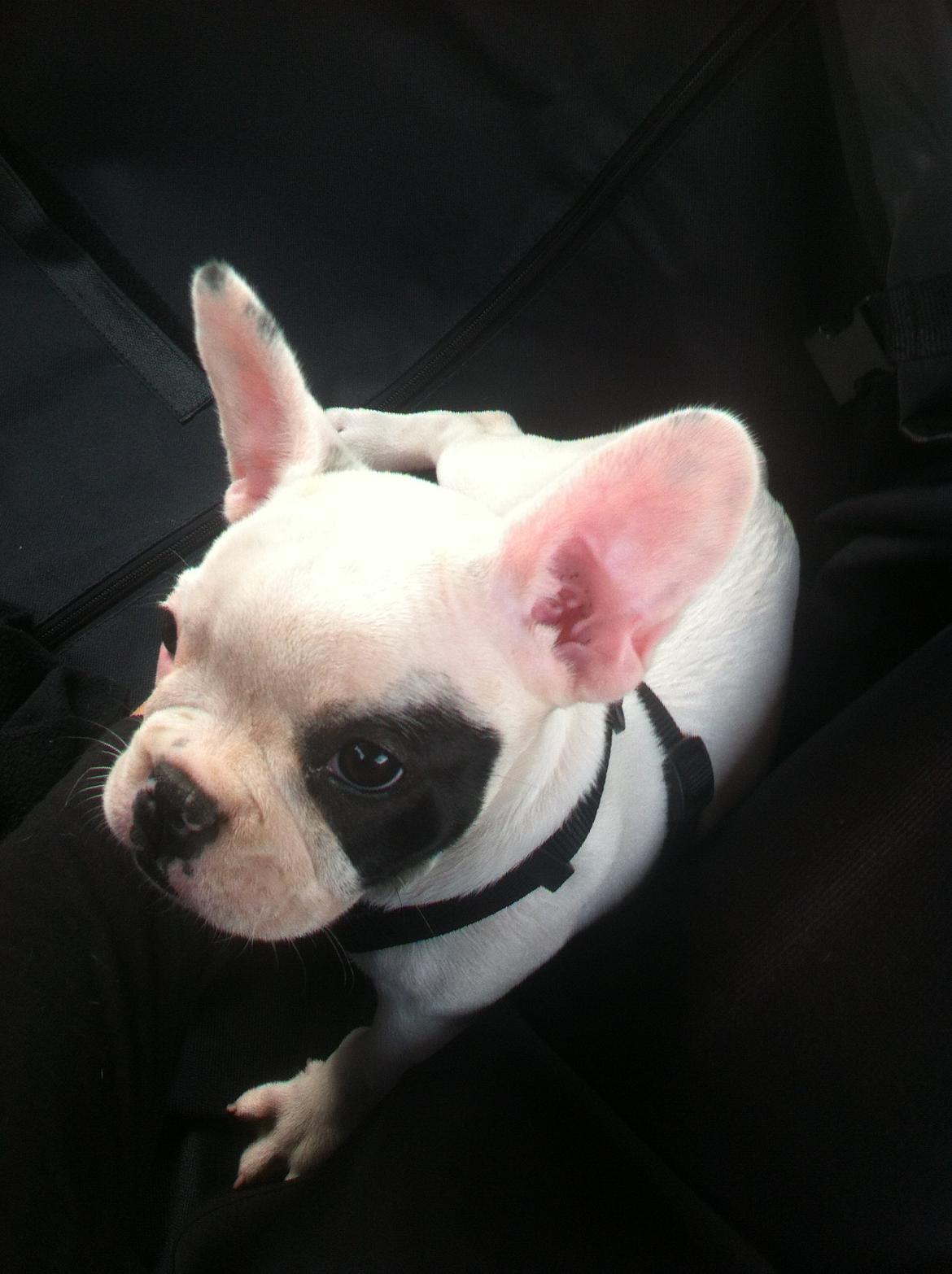 Fransk bulldog Mila - Første biltur -På vej hjem fra til Herning billede 2