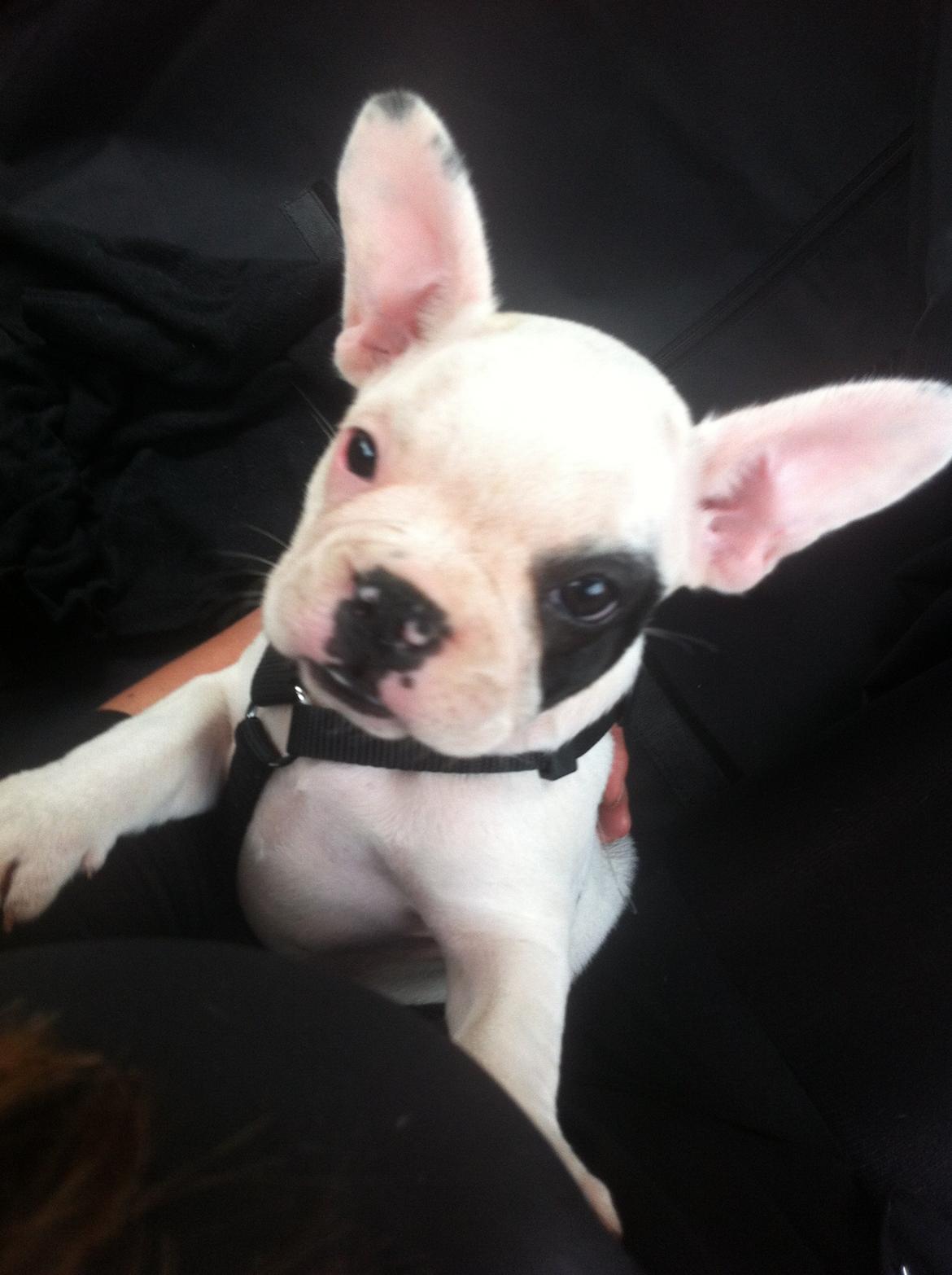 Fransk bulldog Mila billede 3