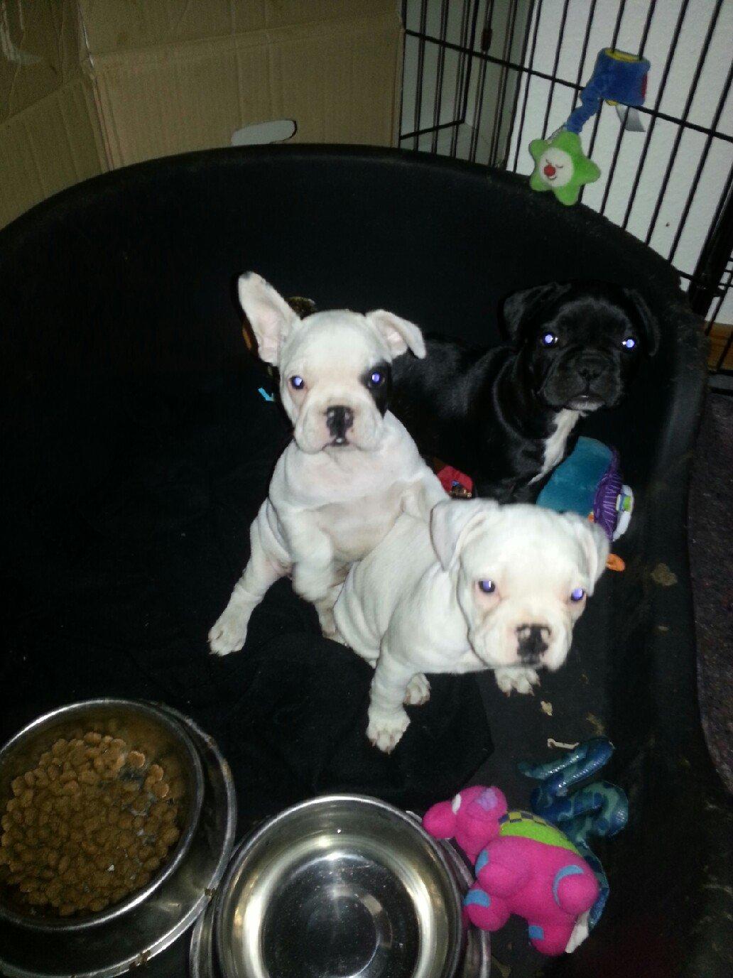 Fransk bulldog Mila - Så er ørene på vej. 8uger gammel billede 4