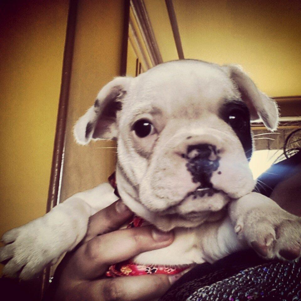 Fransk bulldog Mila billede 5