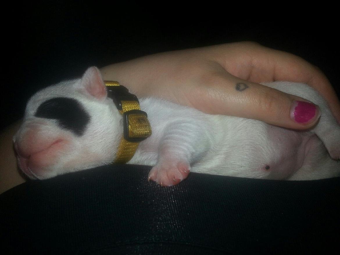 Fransk bulldog Mila - Første billede af Mila billede 6