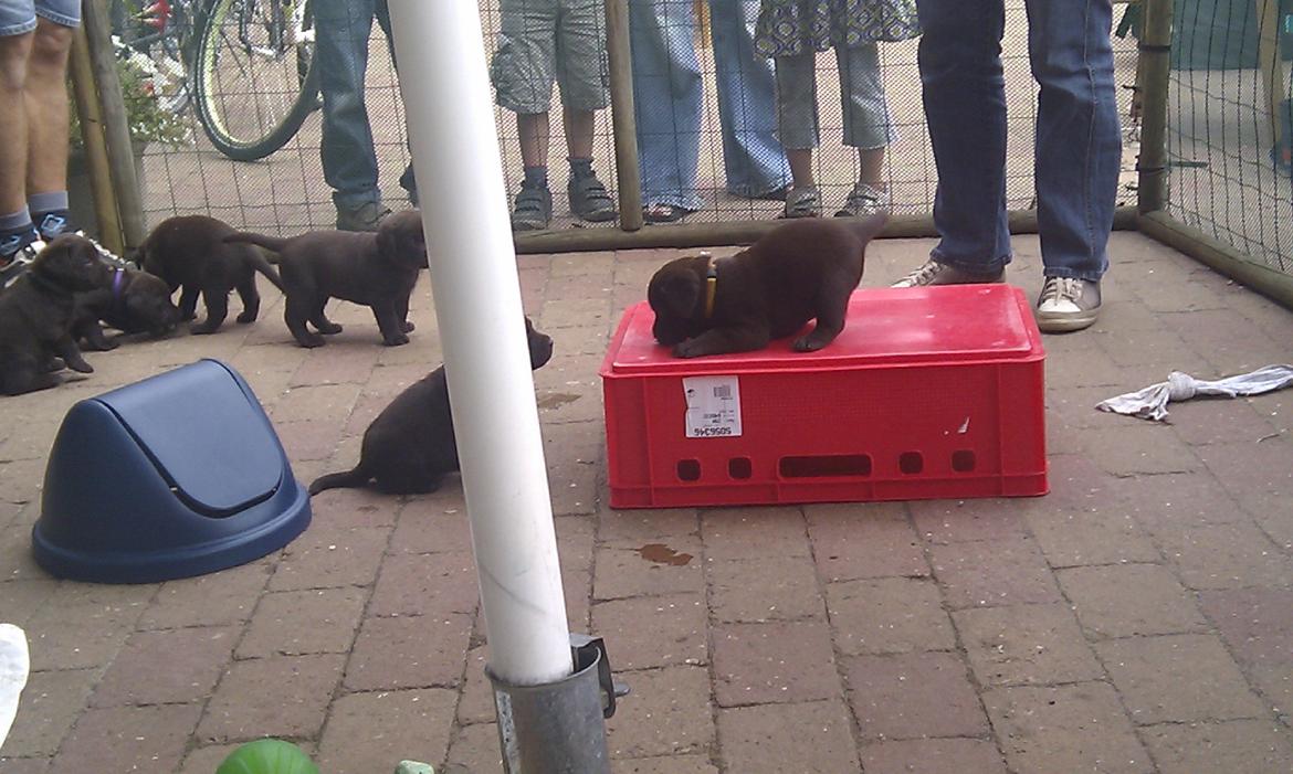 Labrador retriever Coco - Det er mig oppe på kassen og mine søskende vil også gerne op men NEJ!
 billede 3