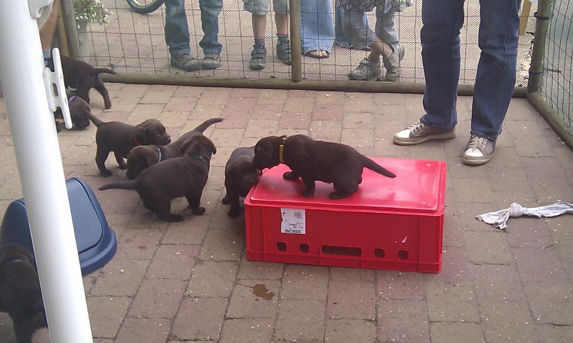 Labrador retriever Coco - Gå så væk det er MIN kasse billede 4