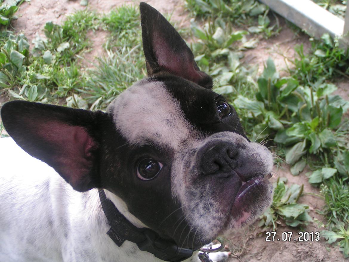 Fransk bulldog Hannibal - • 19 uger gammel - uge 30, 2013 Hannibal kigger intenst på den godbid jeg har i hånden. billede 12