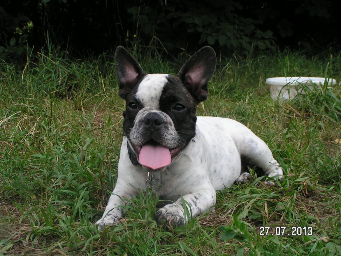 Fransk bulldog Hannibal billede 8