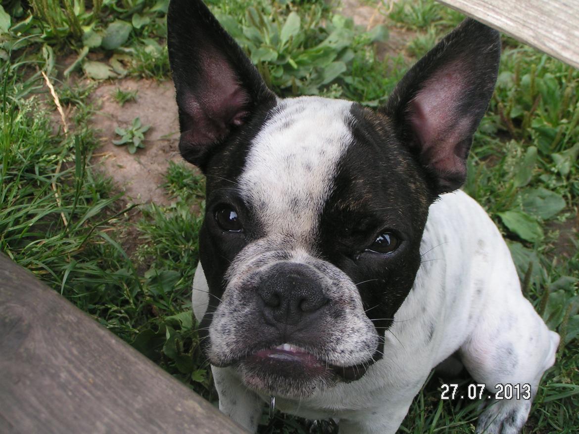 Fransk bulldog Hannibal - • 19 uger gammel - uge 30, 2013 Hannibal's mafia udtryk! :) billede 23