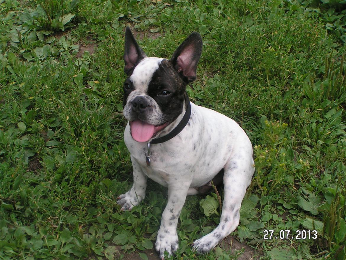 Fransk bulldog Hannibal billede 17