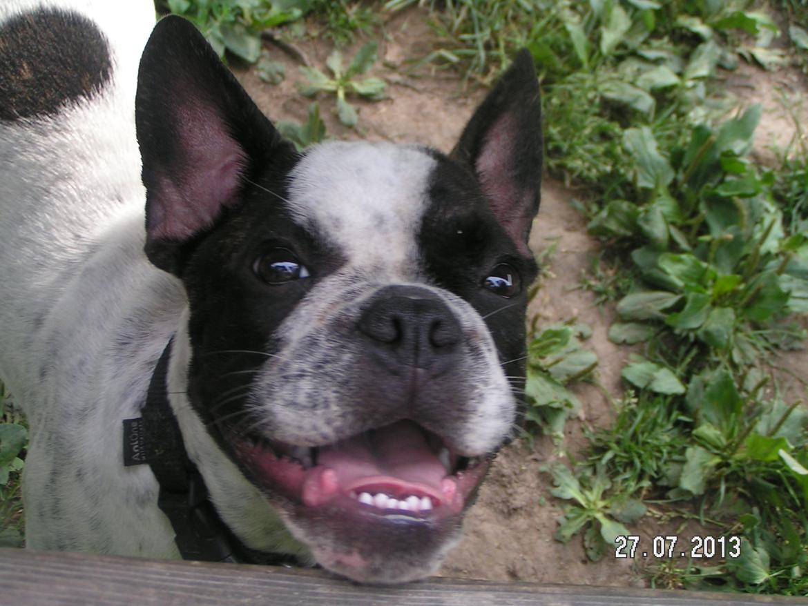 Fransk bulldog Hannibal - • 19 uger gammel - uge 30, 2013 Hannibal smiler til fotografen i Fredericia hundeskov.  billede 6