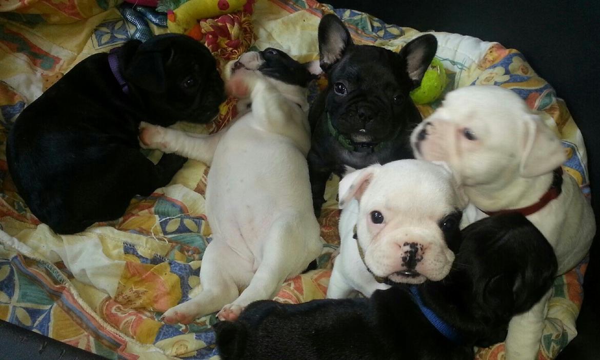 Fransk bulldog Mila billede 7