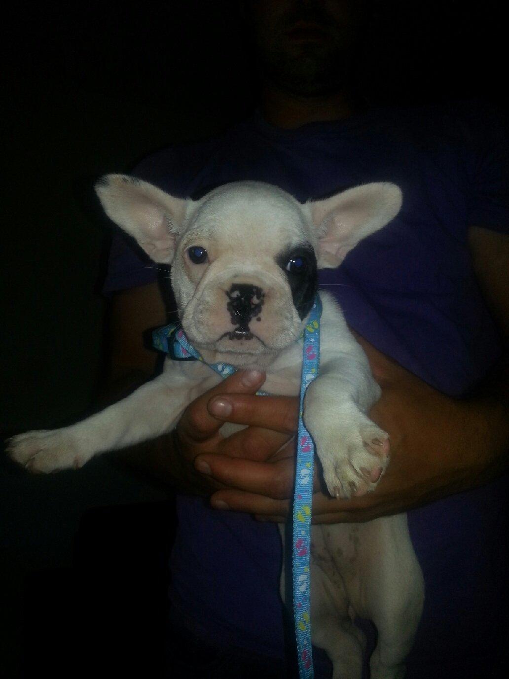 Fransk bulldog Mila billede 8