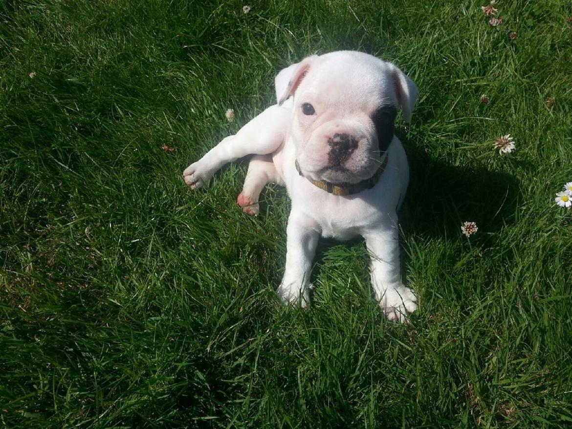 Fransk bulldog Mila billede 9