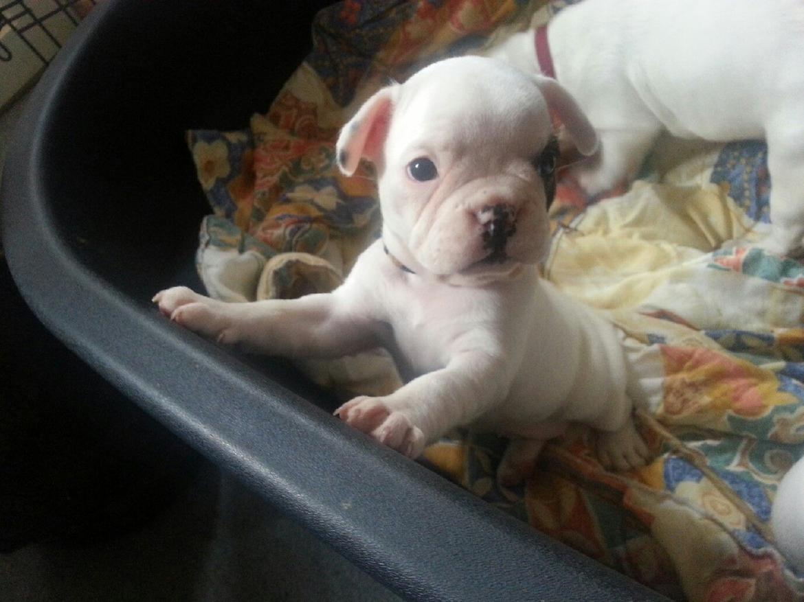 Fransk bulldog Mila billede 10