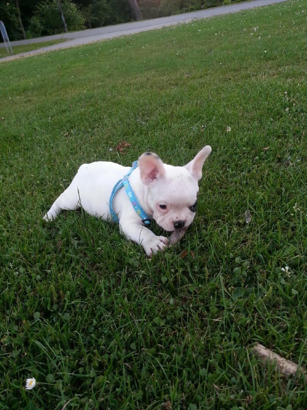 Fransk bulldog Mila billede 11