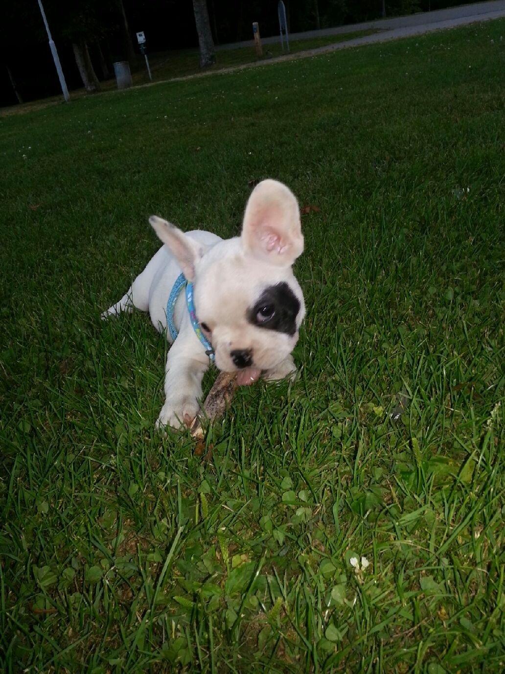 Fransk bulldog Mila billede 12