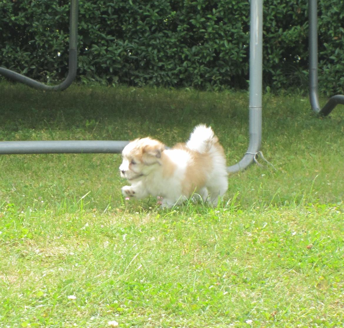 Coton de tulear Daisy billede 24