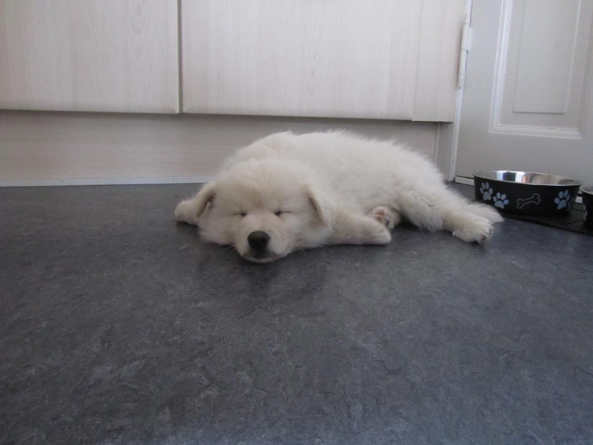 Finsk lapphund Nanoq - 9 uger billede 1