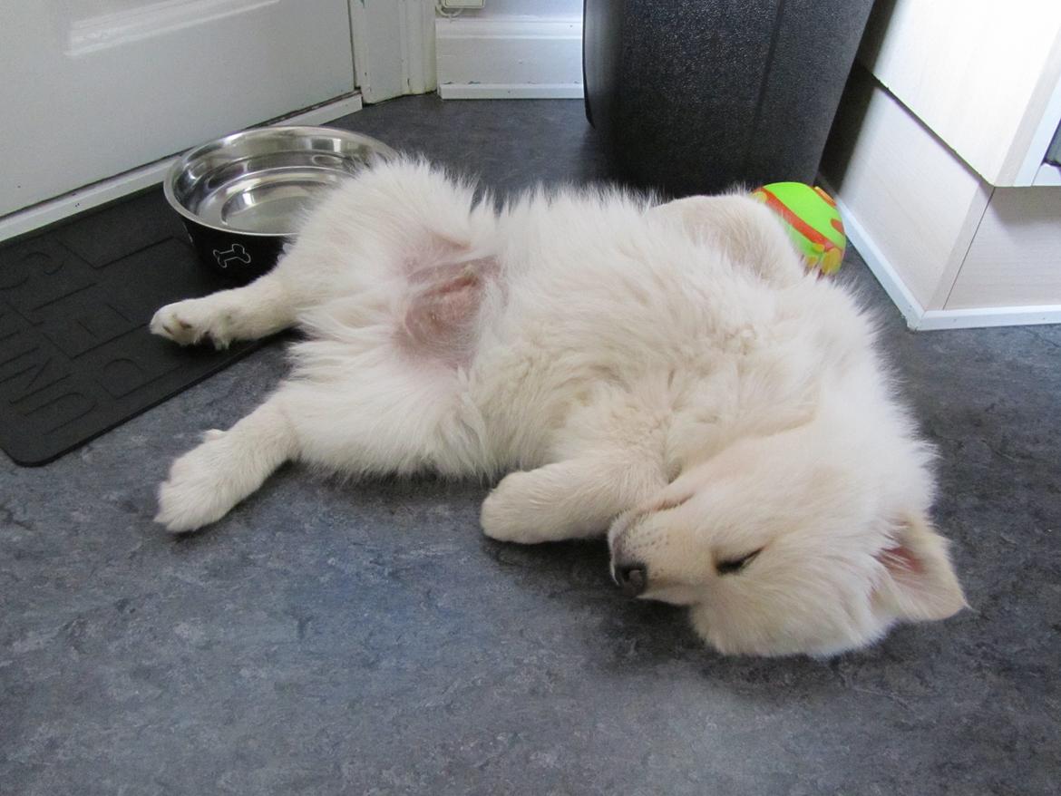 Finsk lapphund Nanoq - 9 uger billede 2