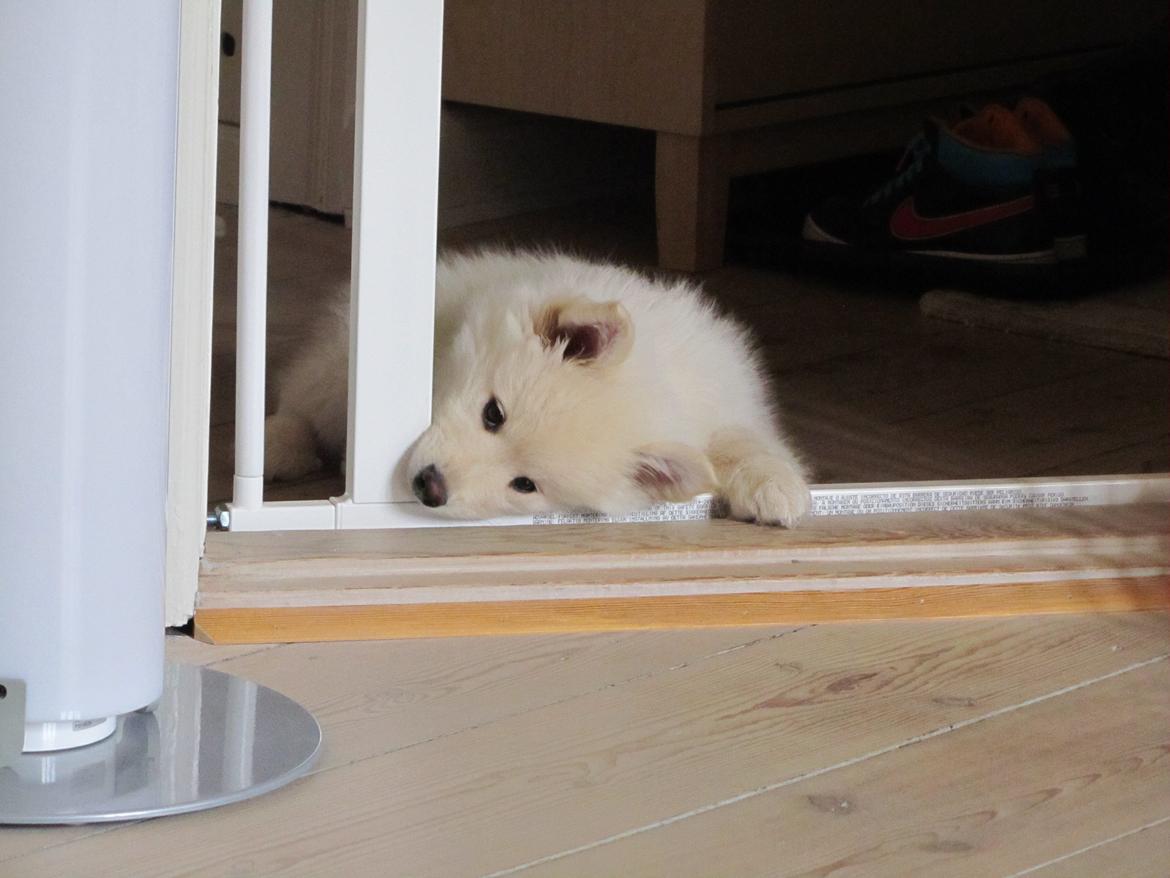 Finsk lapphund Nanoq - 10 uger billede 3