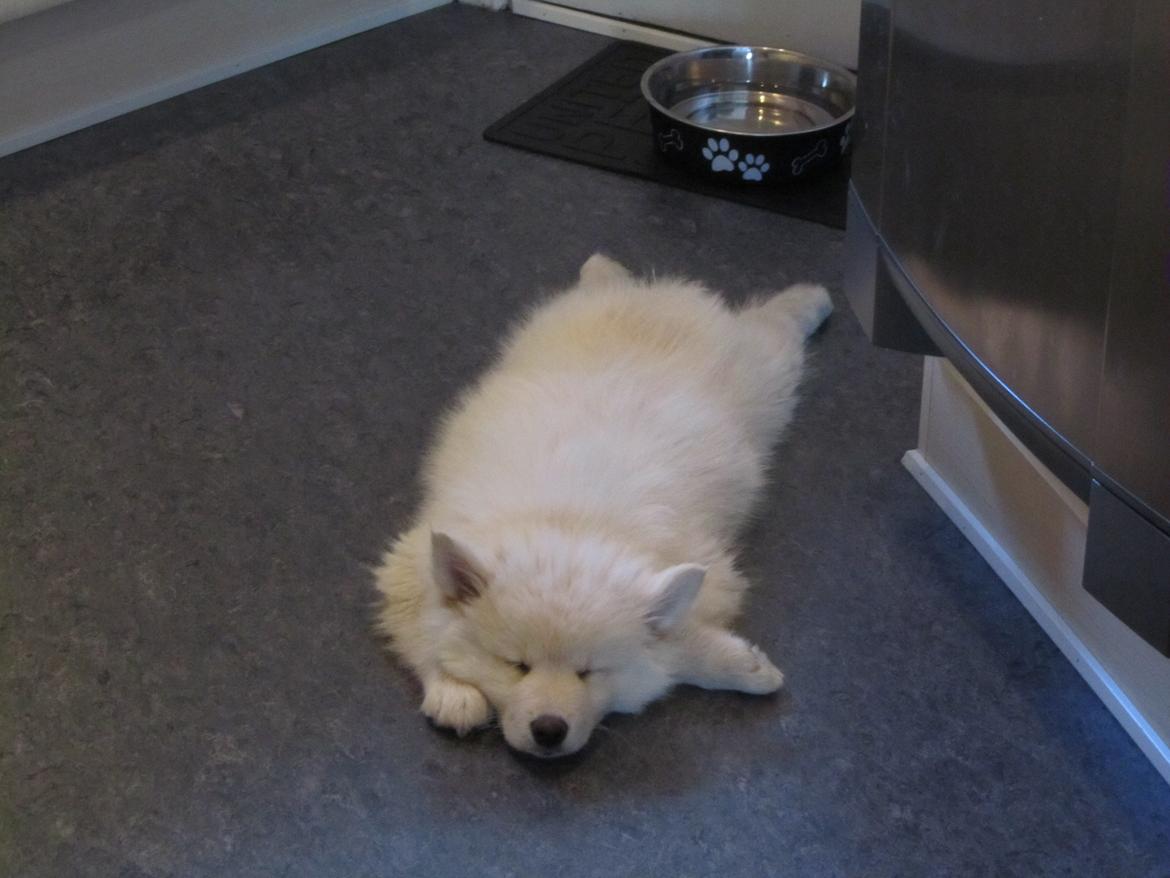 Finsk lapphund Nanoq - 10 uger billede 4