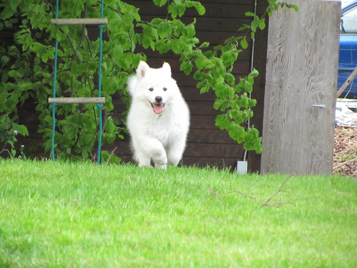Finsk lapphund Nanoq - 11 uger billede 5