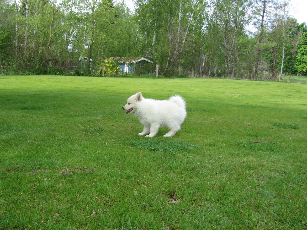 Finsk lapphund Nanoq - 11 uger billede 6