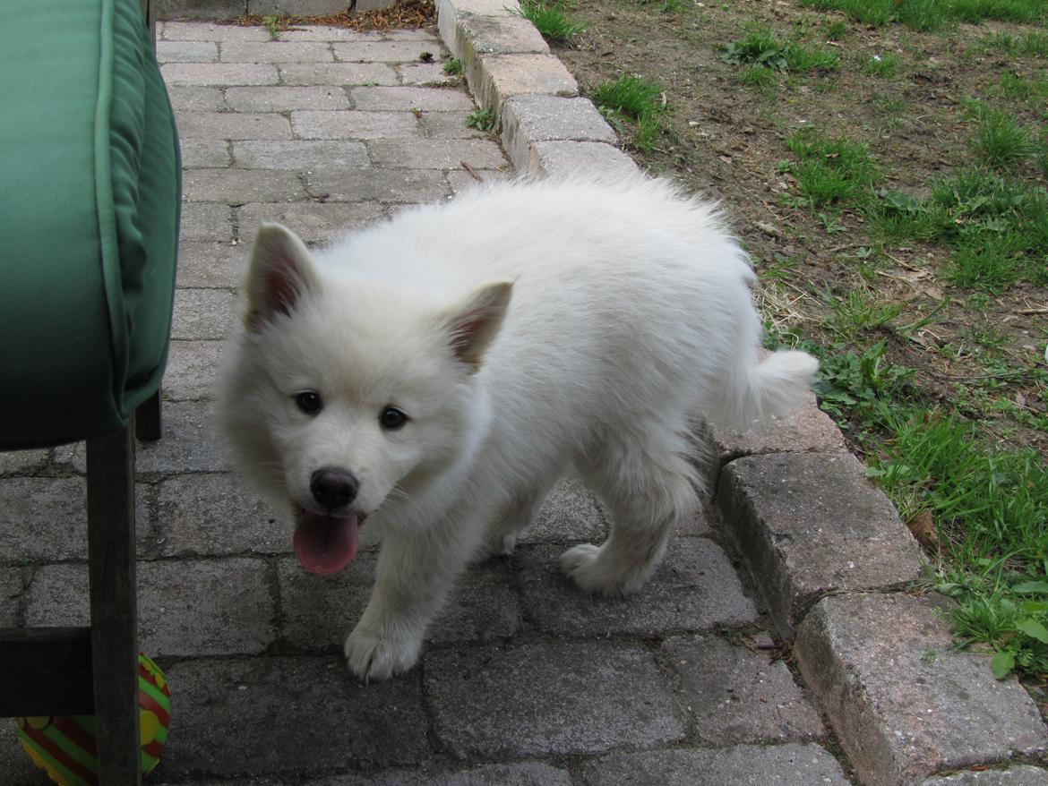 Finsk lapphund Nanoq - 11 uger billede 7