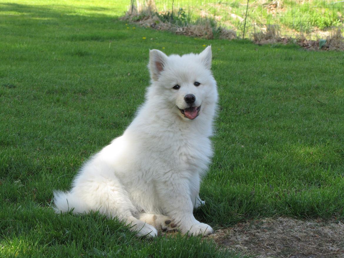 Finsk lapphund Nanoq - 11 uger billede 8