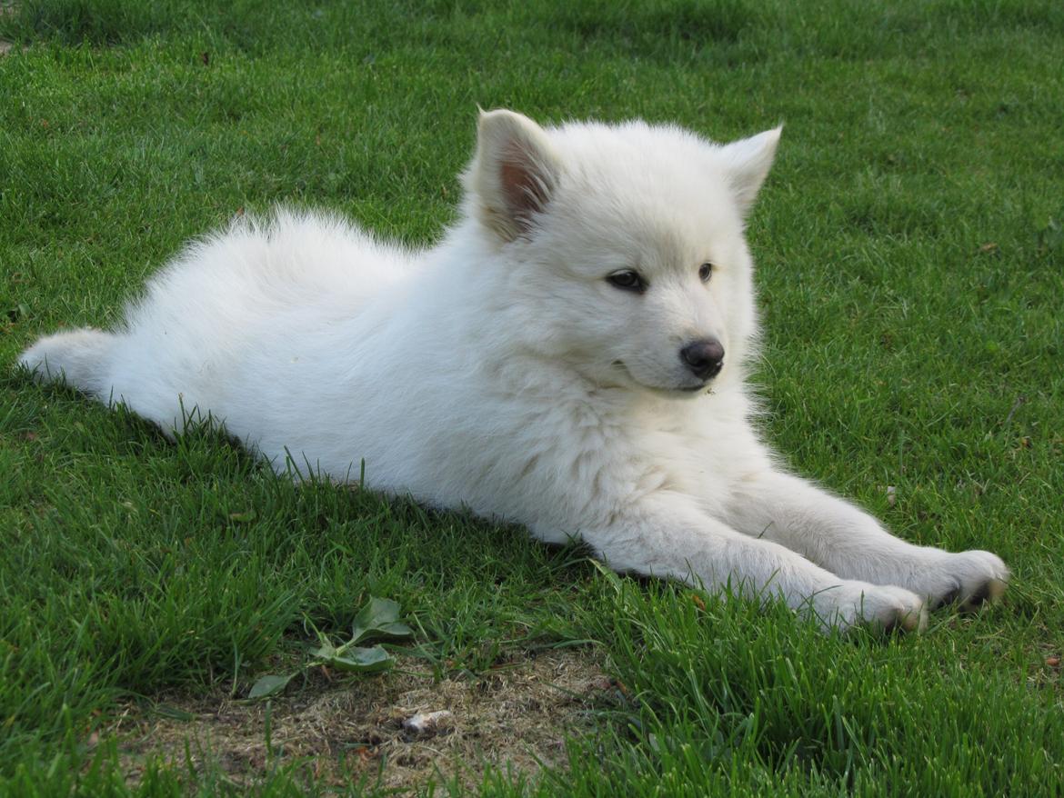 Finsk lapphund Nanoq - 11 uger billede 9