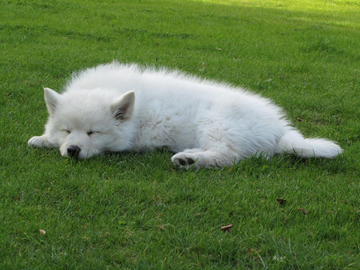 Finsk lapphund Nanoq - 11 uger billede 10