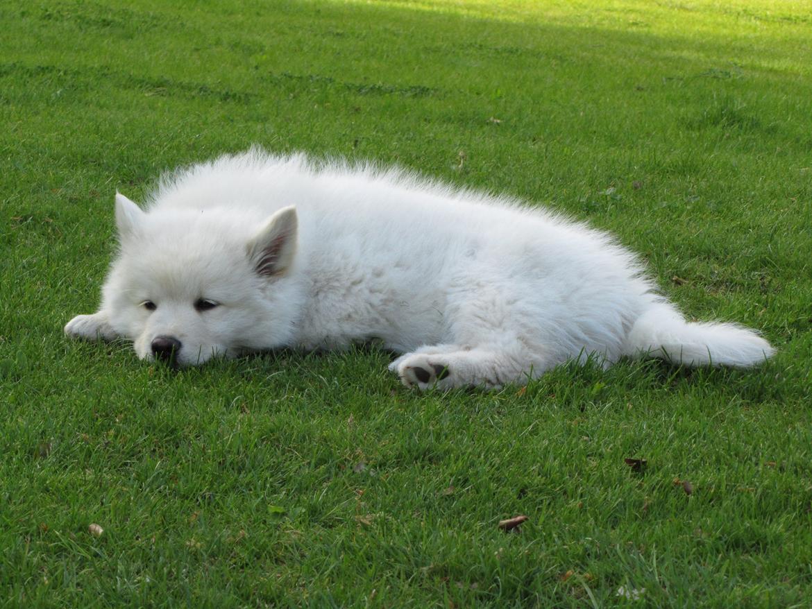 Finsk lapphund Nanoq - 11 uger billede 11