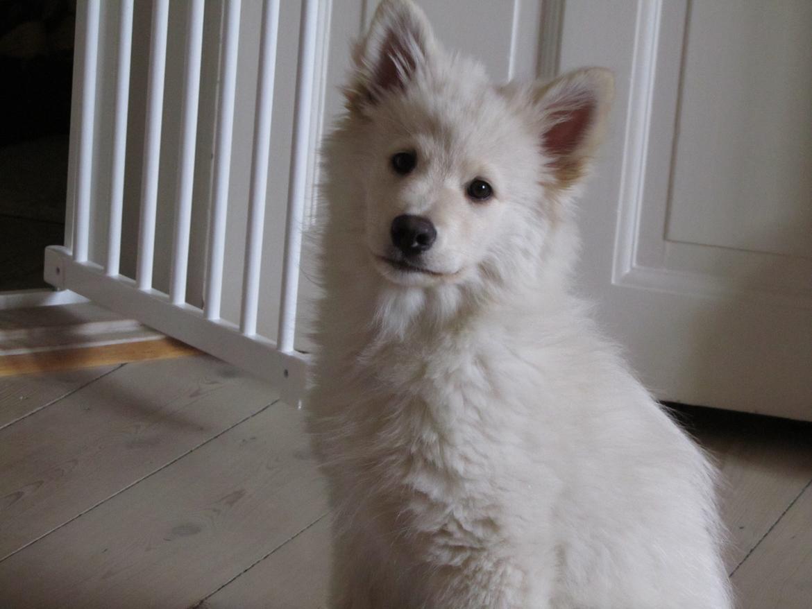 Finsk lapphund Nanoq - 14 uger billede 12