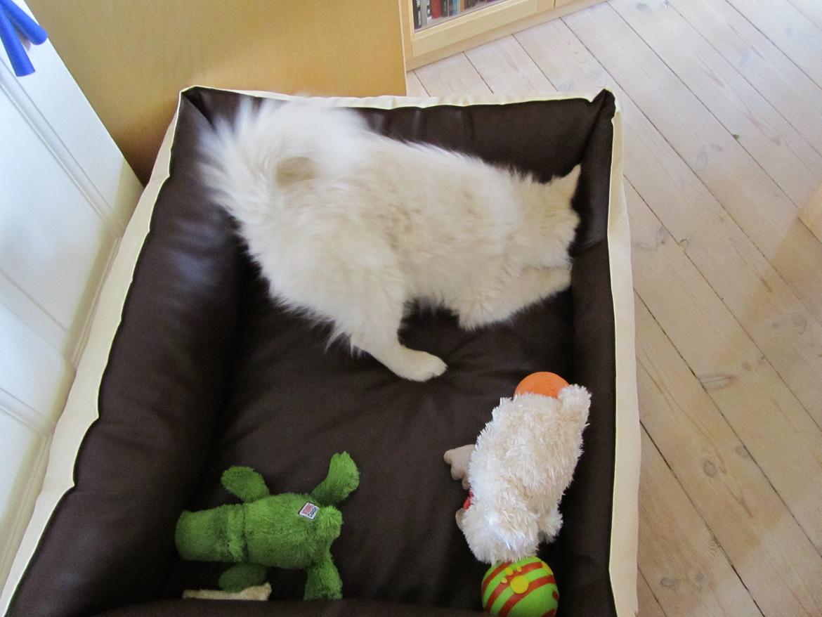 Finsk lapphund Nanoq - 14 uger billede 13