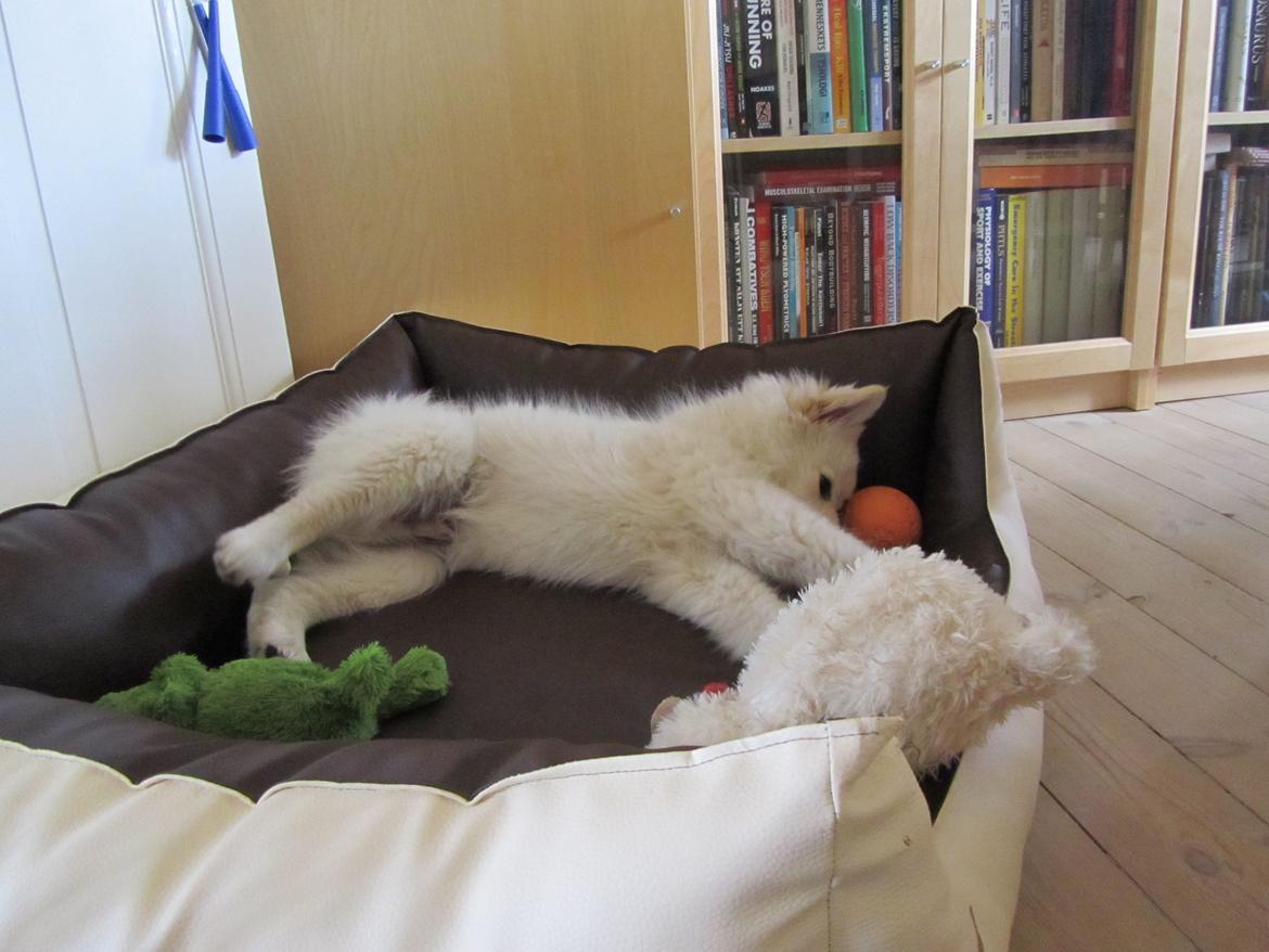 Finsk lapphund Nanoq - 14 uger billede 14