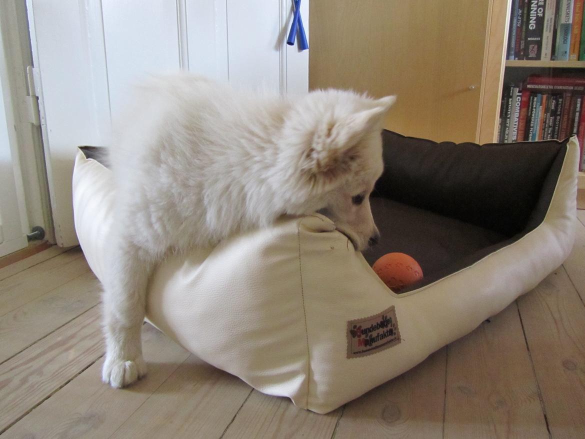 Finsk lapphund Nanoq - 14 uger billede 15