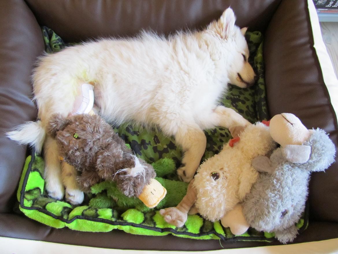 Finsk lapphund Nanoq - 15 uger. Jeg er lige blevet opereret for Patella Luxation, og det gik rigtig godt! billede 16