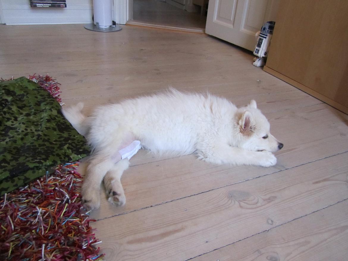 Finsk lapphund Nanoq - 15 uger. Dagen efter operationen, og jeg er faktisk ret frisk, og kan sagtens gå, og så selvom det nogen gange gør lidt ondt. billede 17