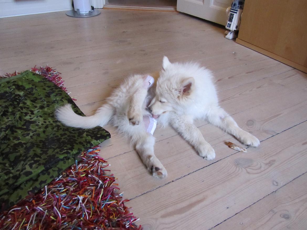 Finsk lapphund Nanoq - 15 uger billede 18