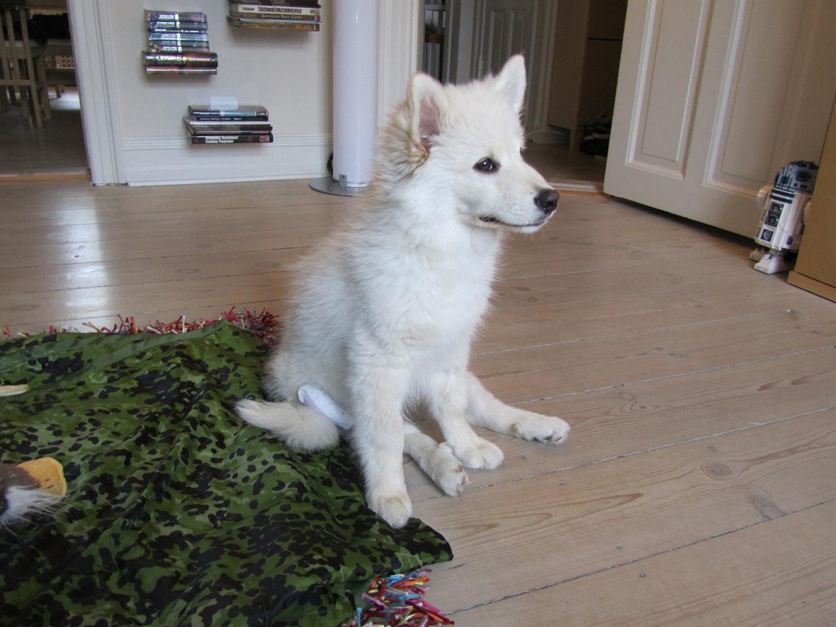 Finsk lapphund Nanoq - 15 uger billede 19