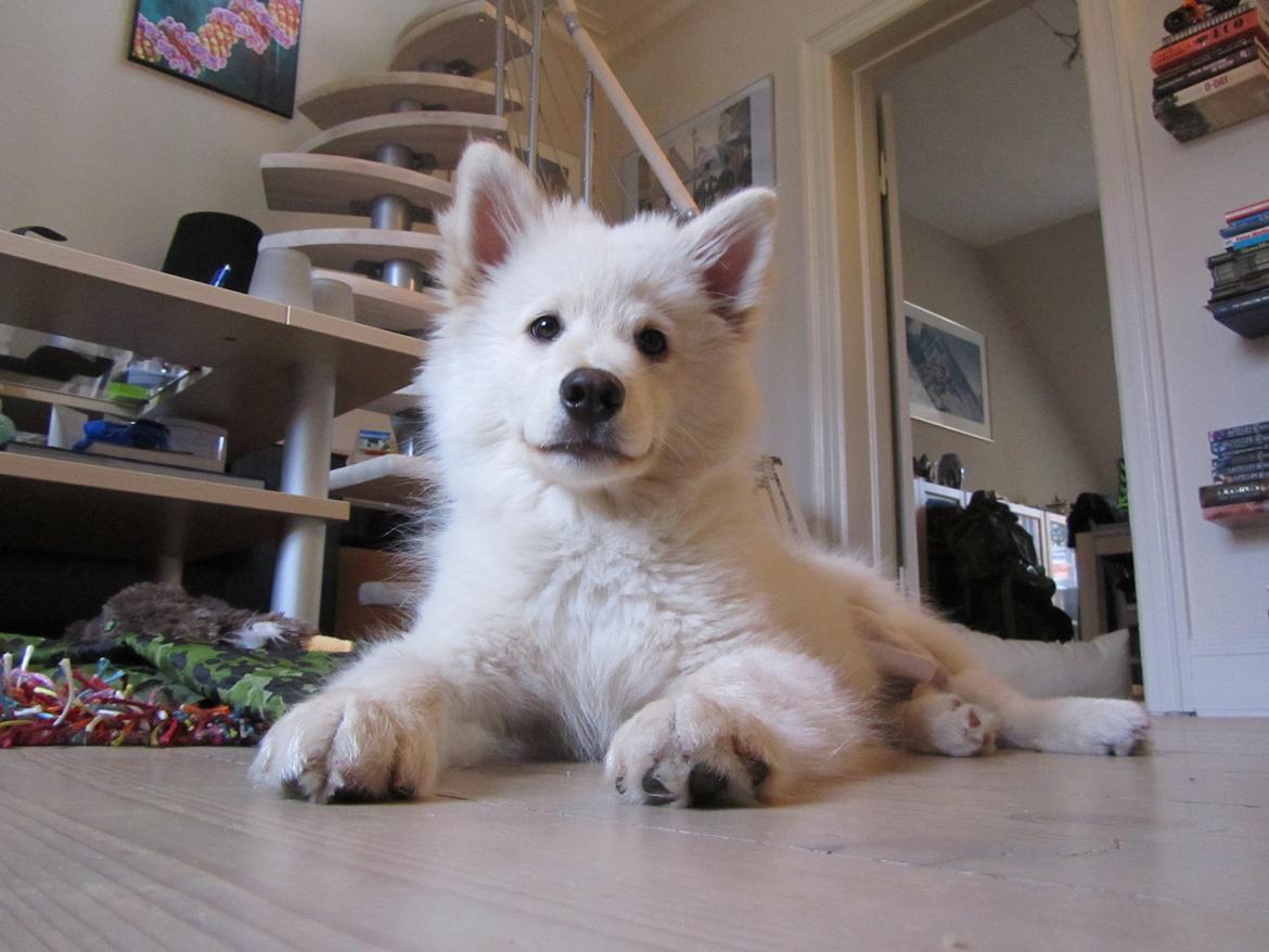 Finsk lapphund Nanoq - 15 uger billede 20