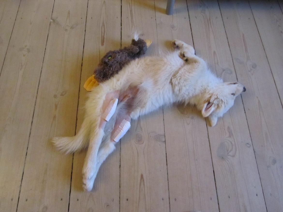 Finsk lapphund Nanoq - 15 uger. Det er nu lidt hårdt, at være nyopereret. billede 21