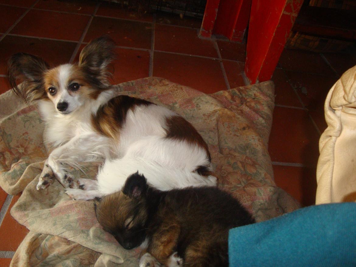 Papillon Jeanne d`Archs Victoria kaldet Vicky billede 6