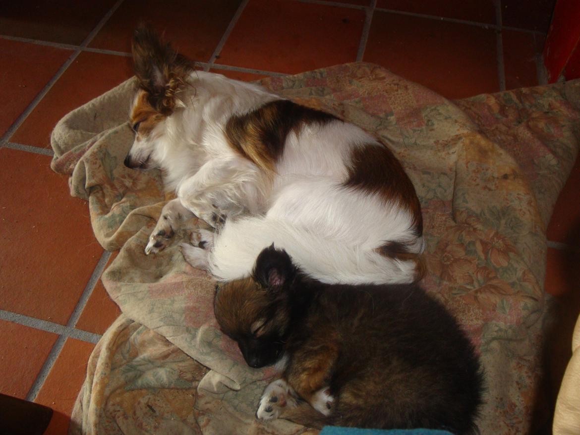 Papillon Jeanne d`Archs Victoria kaldet Vicky billede 3