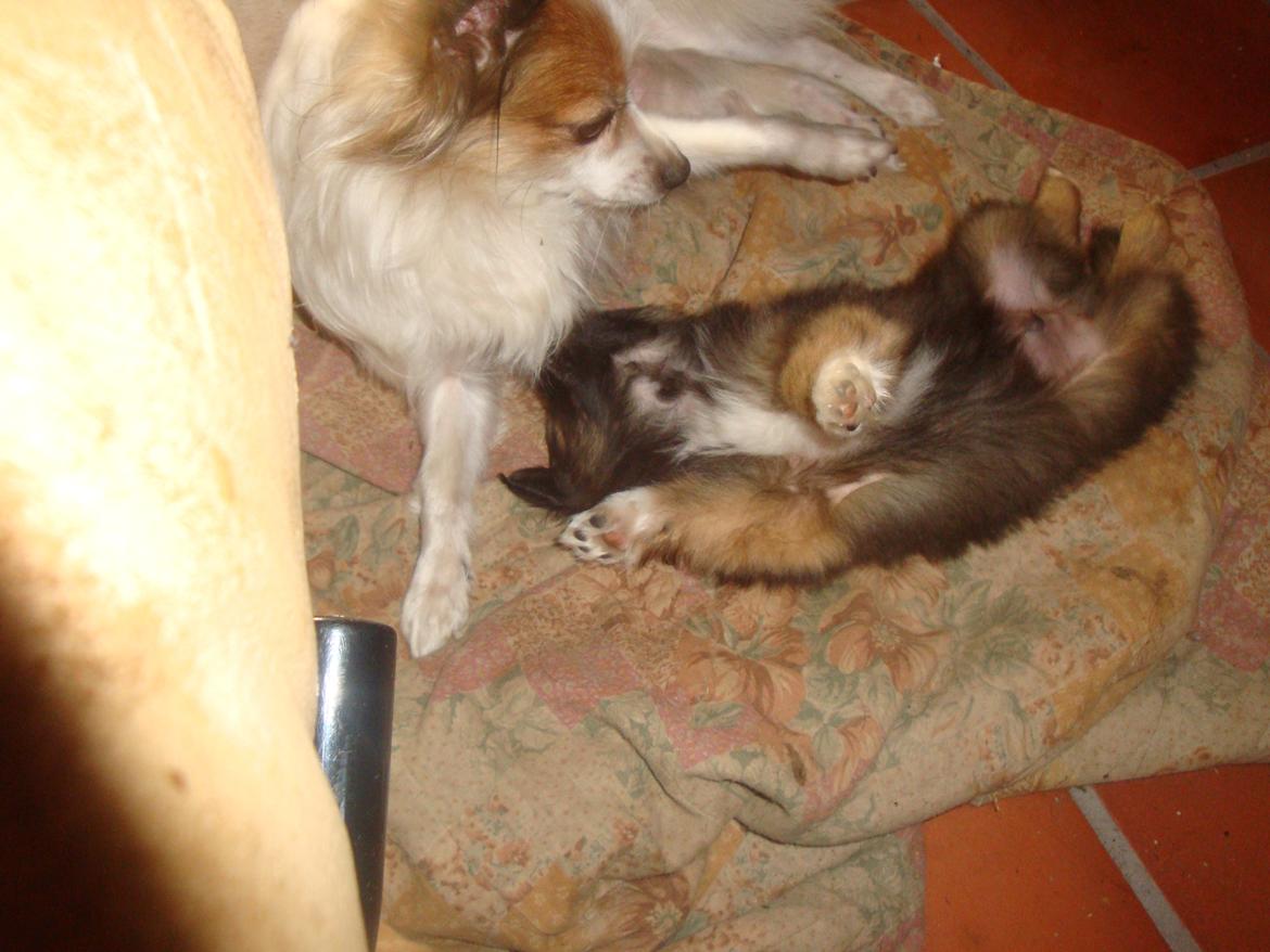 Papillon Jeanne d`Archs Victoria kaldet Vicky billede 4