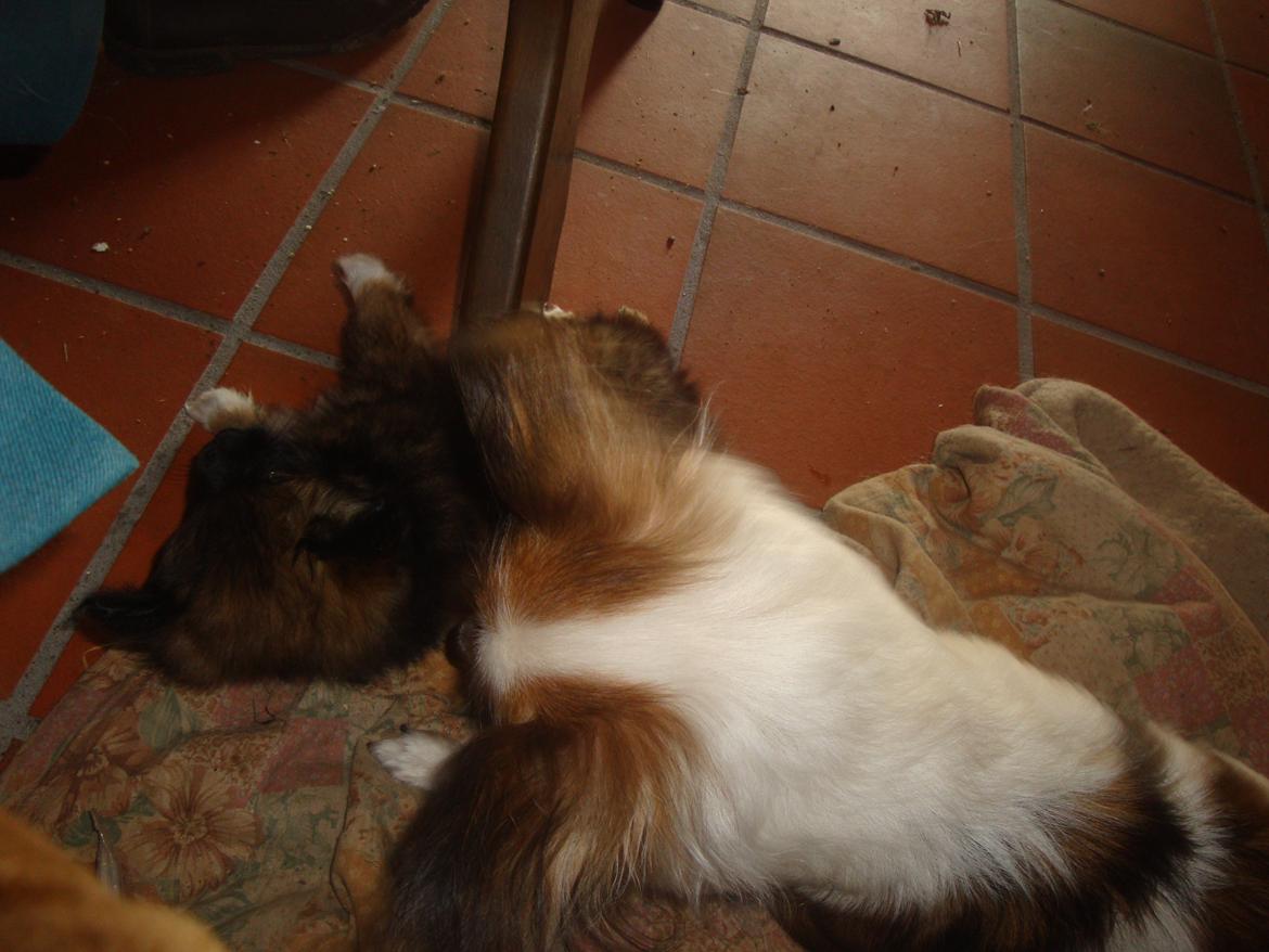 Papillon Jeanne d`Archs Victoria kaldet Vicky billede 5