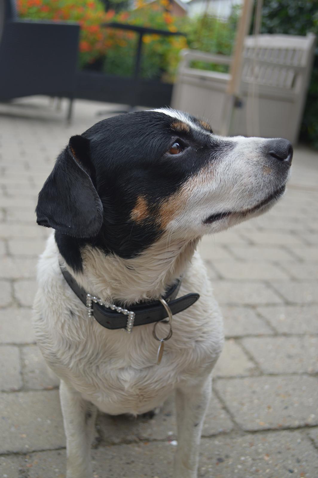 Dansk svensk gaardhund Frida billede 16