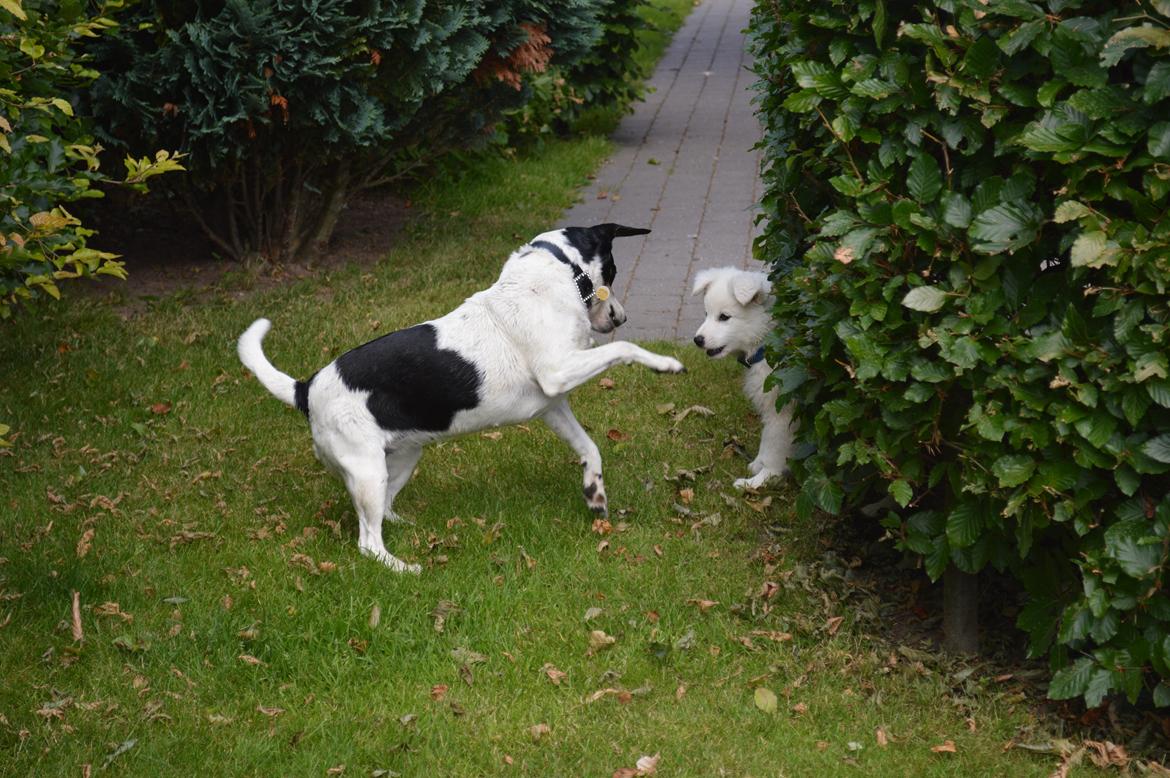 Dansk svensk gaardhund Frida - Selvom om jeg er 7 år, kan jeg sagtens lege med en lille hvalp ;) billede 15