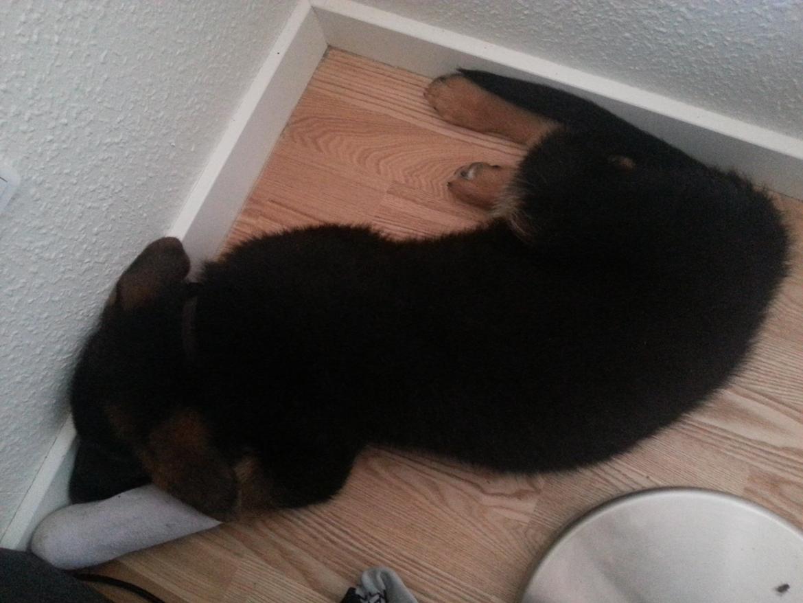 Schæferhund lucifer billede 1