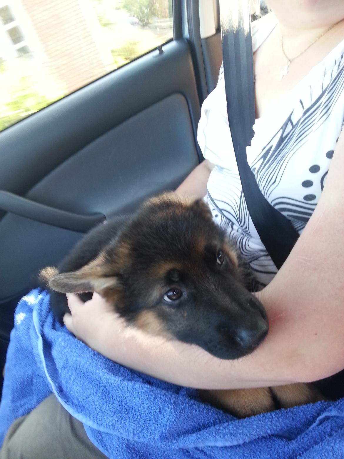 Schæferhund lucifer billede 2